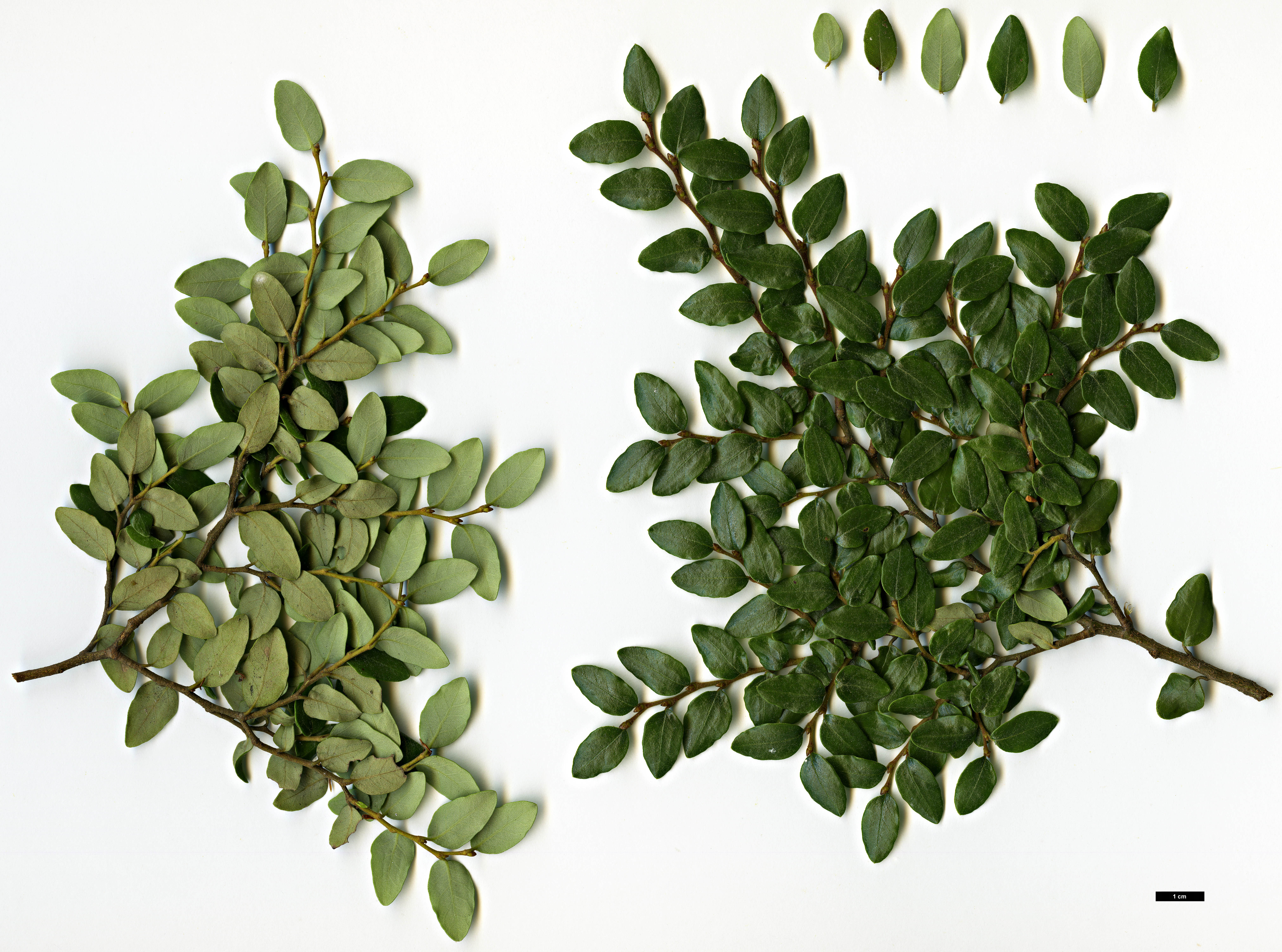 High resolution image: Family: Nothofagaceae - Genus: Nothofagus - Taxon: solanderi - SpeciesSub: var. cliffortioides High resolution image: Family: Nothofagaceae - Genus: Nothofagus - Taxon: solanderi - SpeciesSub: var. cliffortioides